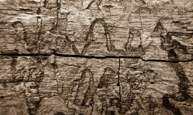 Can You Sell a House With Active Termites?