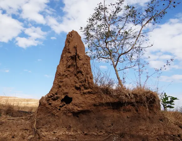 What Attracts Termites to a House?