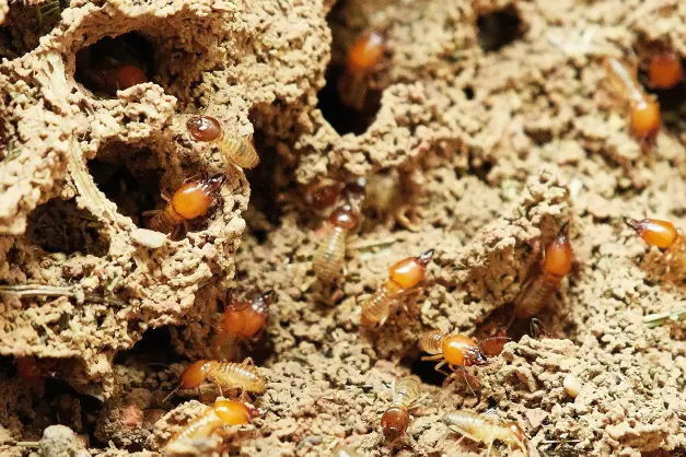 What Kind of Damage Can Untreated Termites Do?